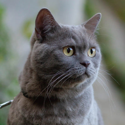 🐈 5 Most Common Cat Health Problems