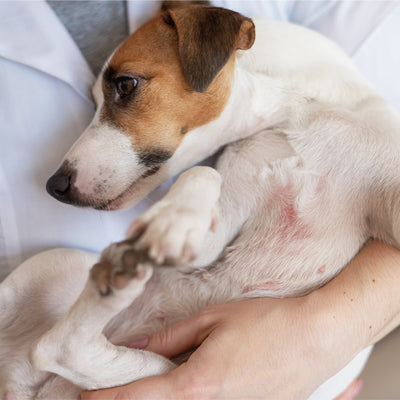 🐕 Common Skin Diseases Among Dogs