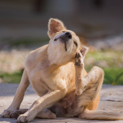 🐕 Dog Fleas – Not to be Neglected!