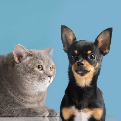 🐱🐶 3 Tips to Have Cats and Dogs Under the Same Roof